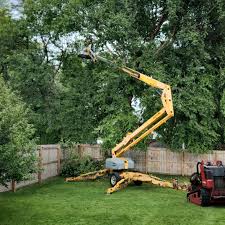 Best Lawn Renovation and Restoration  in Panhandle, TX