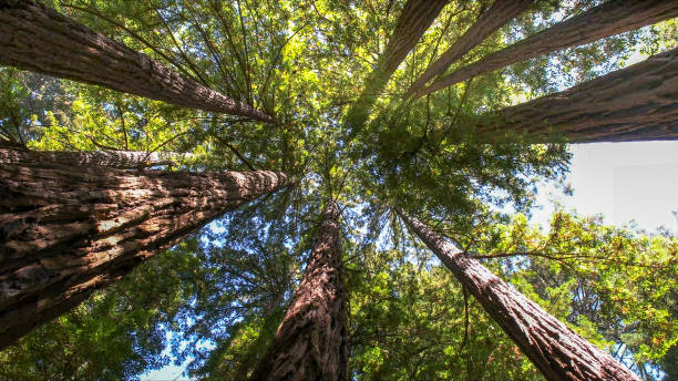 Best Arborist Consultation Services  in Panhandle, TX