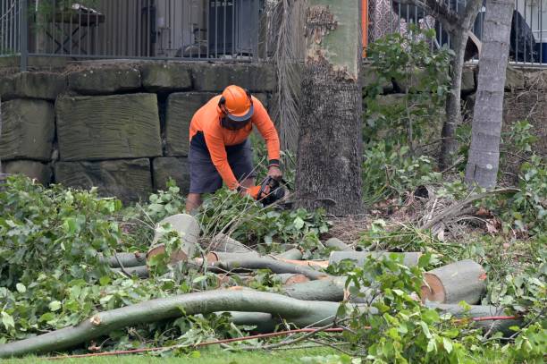  Panhandle, TX Tree Removal Pros